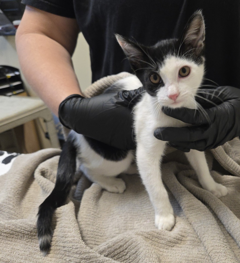 Shelter Stray Male Cat last seen Near Fredricks Avenue, Oceanside, CA, 92058, Oceanside, CA 92058, USA