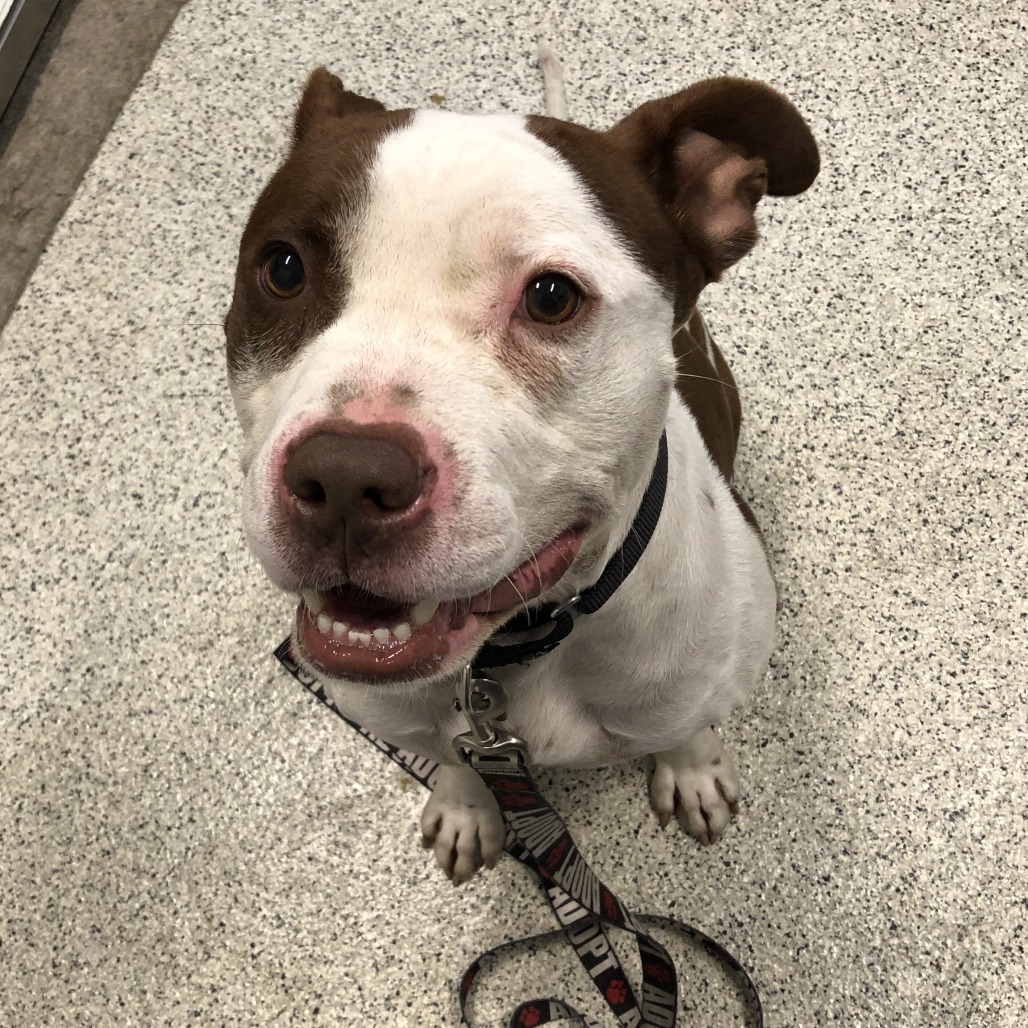 Shelter Stray Male Dog last seen , 1013 Garfield St, Oak Park, IL 60304, USA