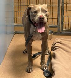 Shelter Stray Male Dog last seen Near Mt. Alifan Drive, San Diego, CA, 92111, 5500 Gaines St, San Diego, CA 92110, USA