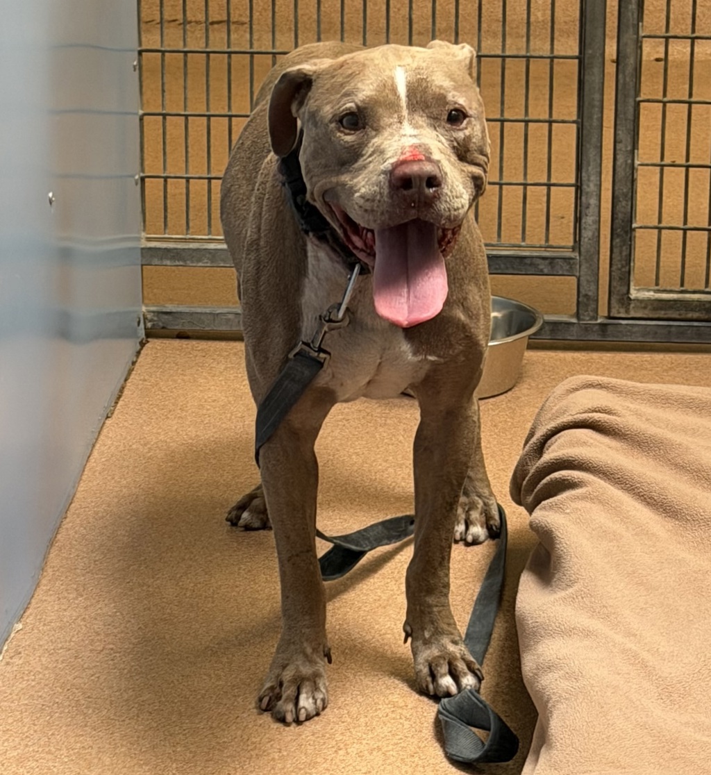 Shelter Stray Male Dog last seen Near Mt. Alifan Drive, San Diego, CA, 92111, 5500 Gaines St, San Diego, CA 92110, USA