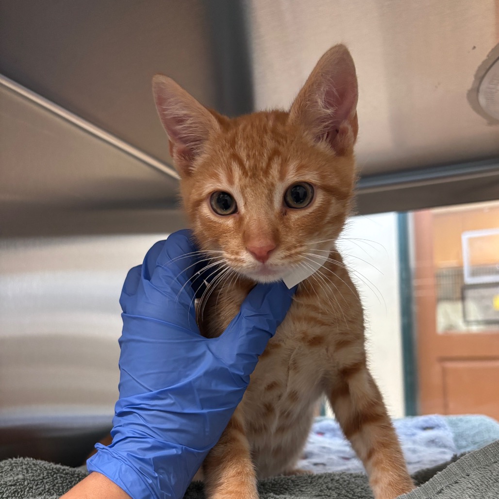Shelter Stray Male Cat last seen , 361 S Raymond Ave, Pasadena, CA 91105, USA