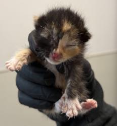 Shelter Stray Female Cat last seen Doram, San Diego, CA, 92154, 5500 Gaines St, San Diego, CA 92110, USA
