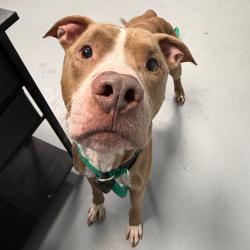 Shelter Stray Male Dog last seen , Animal Care & Control Team of Philly, 111 W Hunting Park Ave, Philadelphia, PA 19140, USA