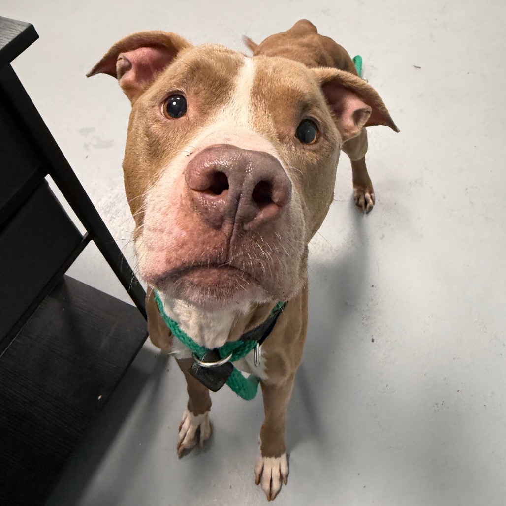 Shelter Stray Male Dog last seen , Animal Care & Control Team of Philly, 111 W Hunting Park Ave, Philadelphia, PA 19140, USA