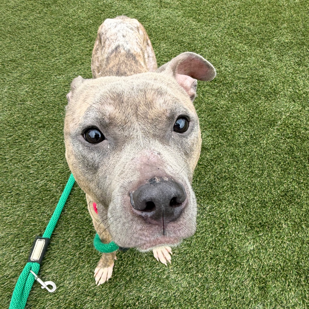 Shelter Stray Female Dog last seen , Animal Care & Control Team of Philly, 111 W Hunting Park Ave, Philadelphia, PA 19140, USA