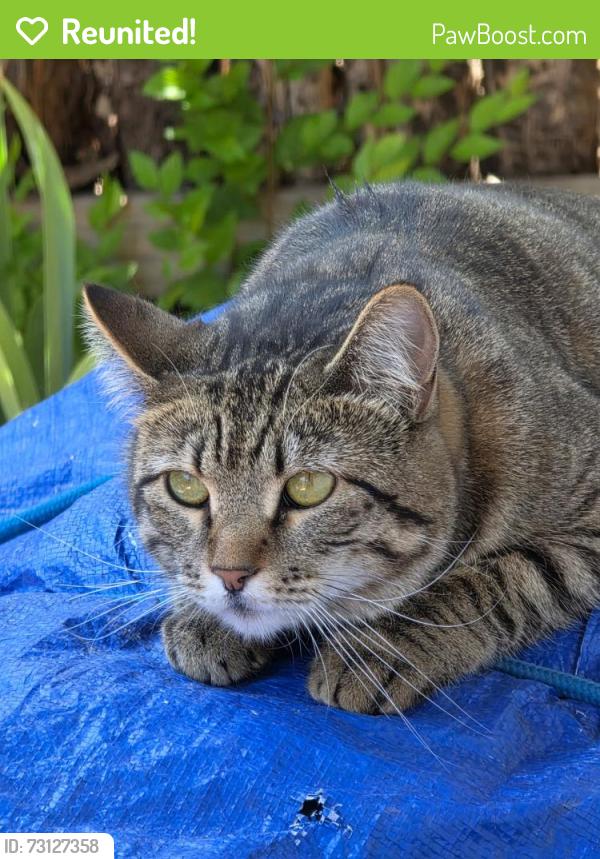 Reunited Female Cat last seen Elizabeth and Coconino, Albuquerque, NM 87123