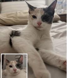 Lost Female Cat last seen Near Quince Orchard Blvd , Gaithersburg, MD 20878