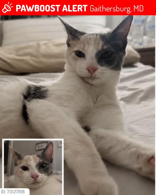 Lost Female Cat last seen Near Quince Orchard Blvd , Gaithersburg, MD 20878