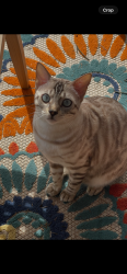 Reunited Male Cat last seen 87th Dr NE and 51st, Marysville, WA 98270