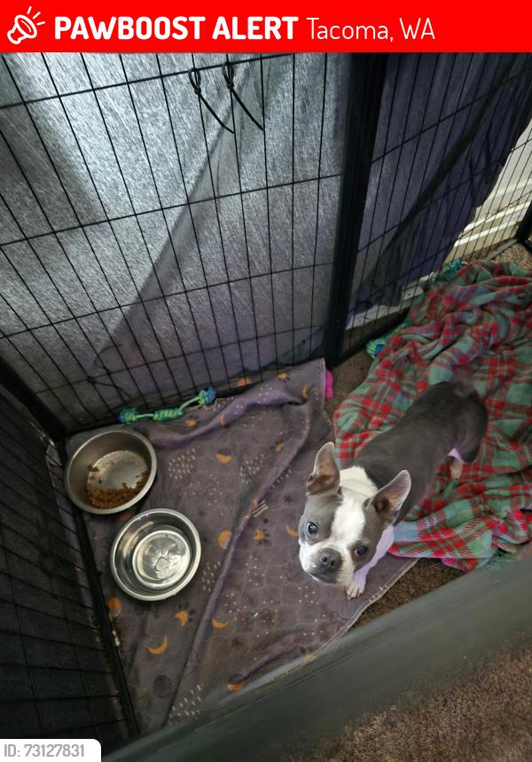 Lost Male Dog last seen 128th and 47th ave e, Tacoma, WA 98446