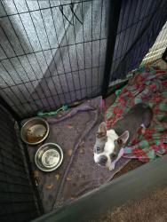 Lost Male Dog last seen 128th and 47th ave e, Tacoma, WA 98446