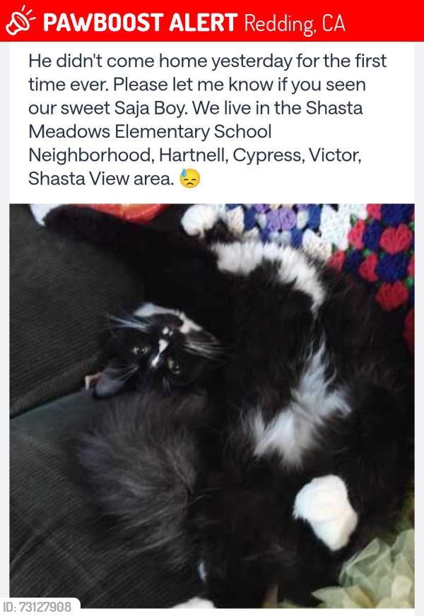 Lost Male Cat last seen Shasta Meadows Elementary, Redding, CA 96002