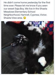 Lost Male Cat last seen Shasta Meadows Elementary, Redding, CA 96002