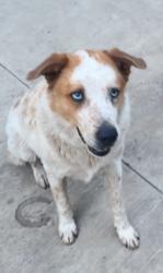 Lost Male Dog last seen Tierra verde golf club, Kennedale, TX 76060