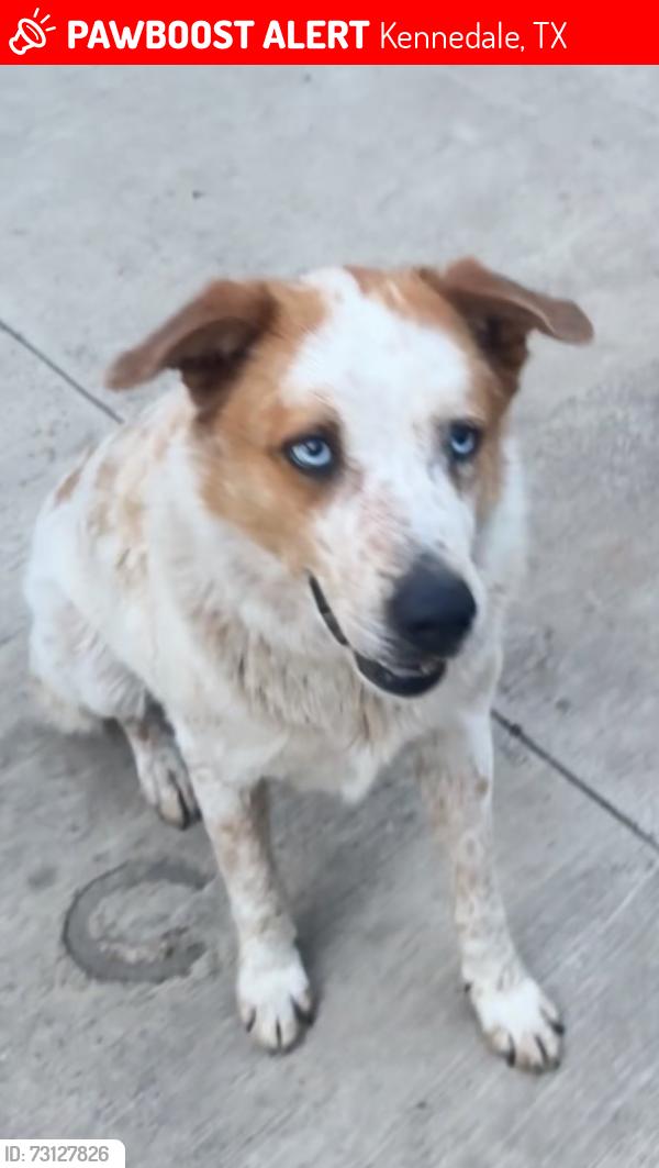 Lost Male Dog last seen Tierra verde golf club, Kennedale, TX 76060