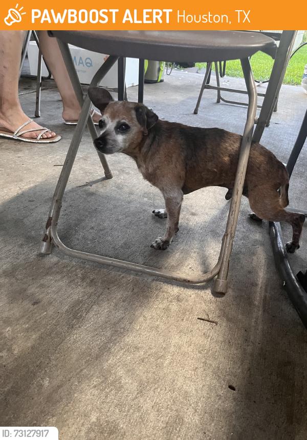 Found/Stray Male Dog last seen Westcrest dr, Houston, TX 77092