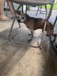 Found/Stray Male Dog last seen Westcrest dr, Houston, TX 77092
