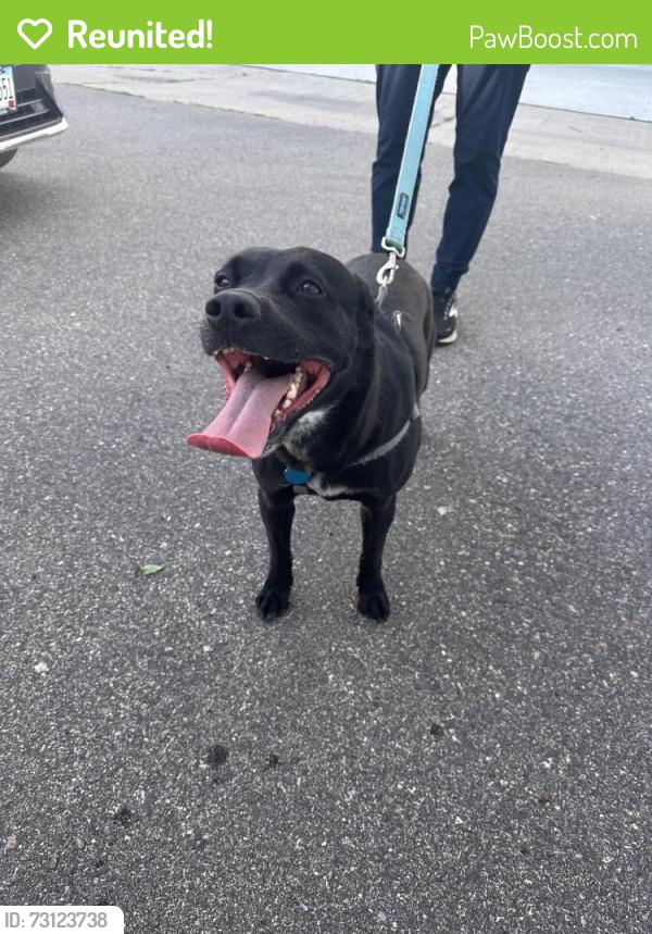 Reunited Female Dog last seen Rhode Island Ave S, Minneapolis, MN 55426