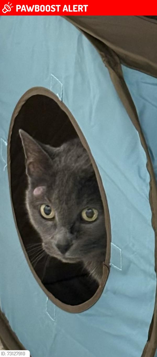 Lost Female Cat last seen holy cross church, West Sacramento, CA 95605