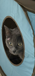 Lost Female Cat last seen holy cross church, West Sacramento, CA 95605
