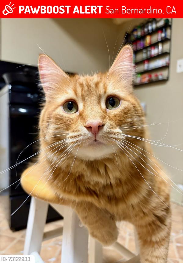Lost Male Cat last seen Near N mountain view ave, San Bernardino, CA 92405