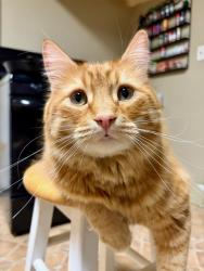 Lost Male Cat last seen Near N mountain view ave, San Bernardino, CA 92405