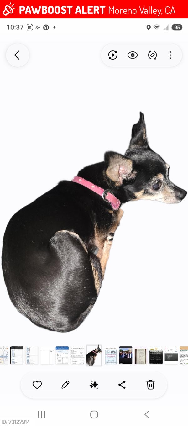Lost Female Dog last seen Daimler and Margarita, Moreno Valley, CA 92553