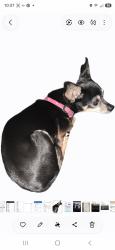Lost Female Dog last seen Daimler and Margarita, Moreno Valley, CA 92553