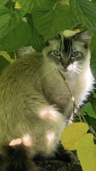 Found/Stray Unknown Cat last seen Alma Drive and Thomas Barbour, Melbourne, FL 32935