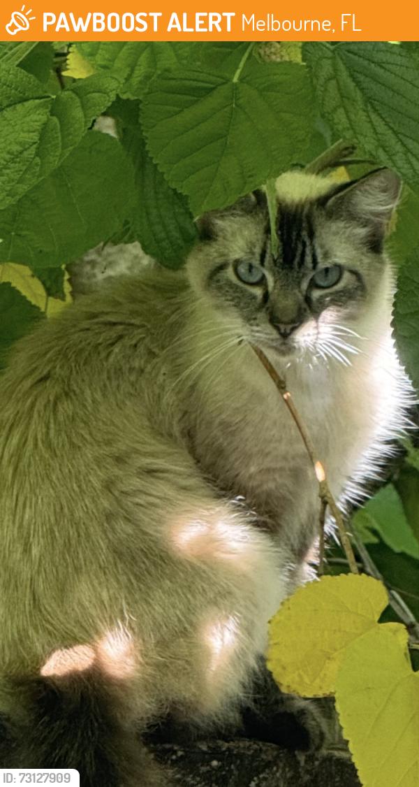 Found/Stray Unknown Cat last seen Alma Drive and Thomas Barbour, Melbourne, FL 32935