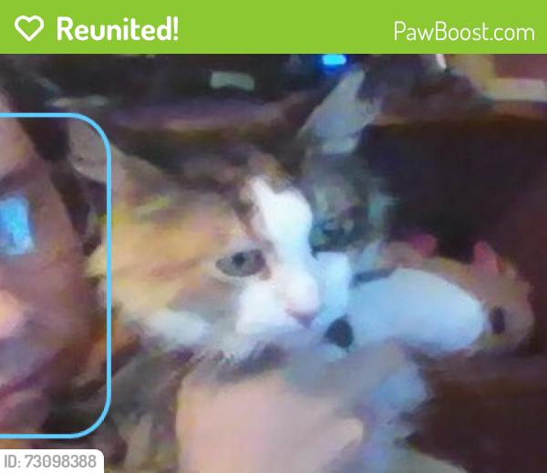Reunited Female Cat last seen Tabernacle, Ennis, TX 75119