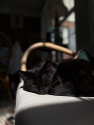 Reunited Male Cat last seen Wiclif ST NE, Canton, OH 44721