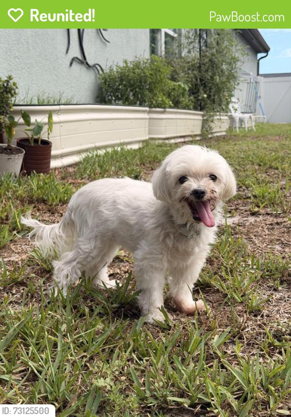 Reunited Female Dog last seen Has a Diamond Collar, Palm Bay, FL 32909