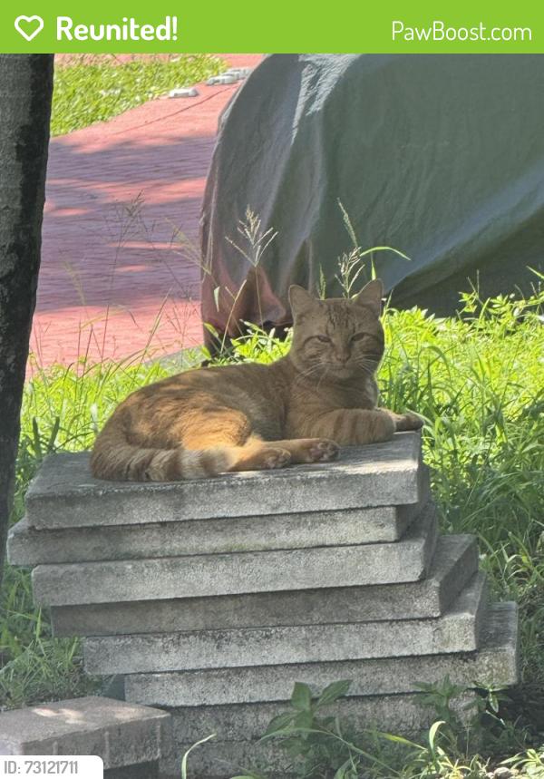 Reunited Male Cat last seen Near NW 75th way, Coral Springs, FL 33065
