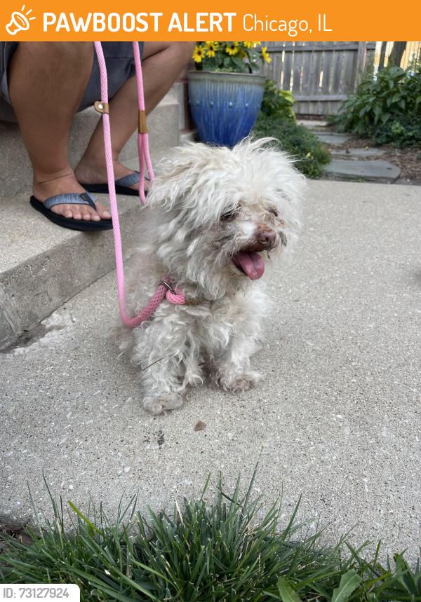 Found/Stray Female Dog last seen Milwaukee and Central Park, Chicago, IL 60618