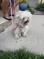 Found/Stray Female Dog last seen Milwaukee and Central Park, Chicago, IL 60618