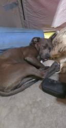 Found/Stray Female Dog last seen Near Brock Rd, Rockmart, GA 30153, USA, Rockmart, GA 30153