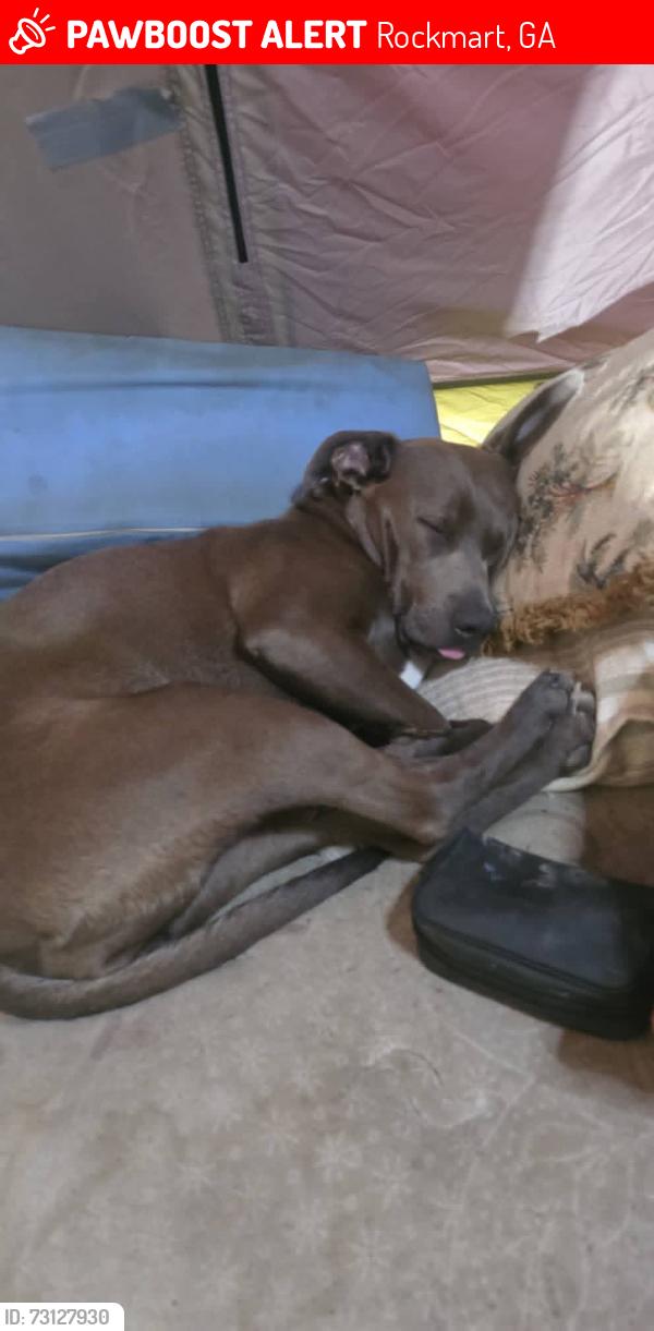 Found/Stray Female Dog last seen Near Brock Rd, Rockmart, GA 30153, USA, Rockmart, GA 30153