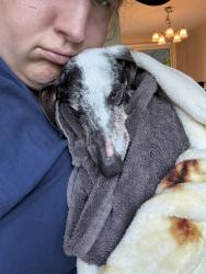Reunited Male Dog last seen Perkins Hill, Shoreline, WA 98155