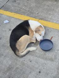 Found/Stray Male Dog last seen Walmart parking lot, San Antonio, TX 78217