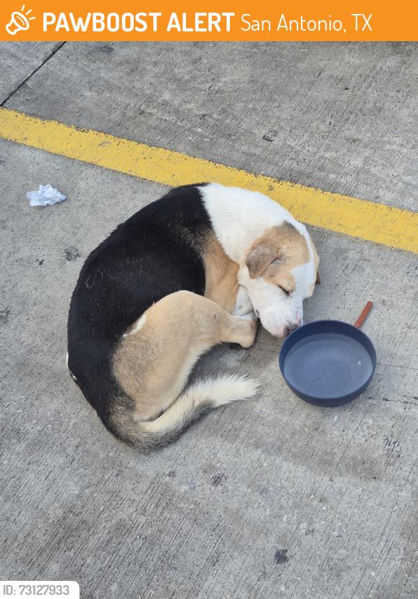 Found/Stray Male Dog last seen Walmart parking lot, San Antonio, TX 78217