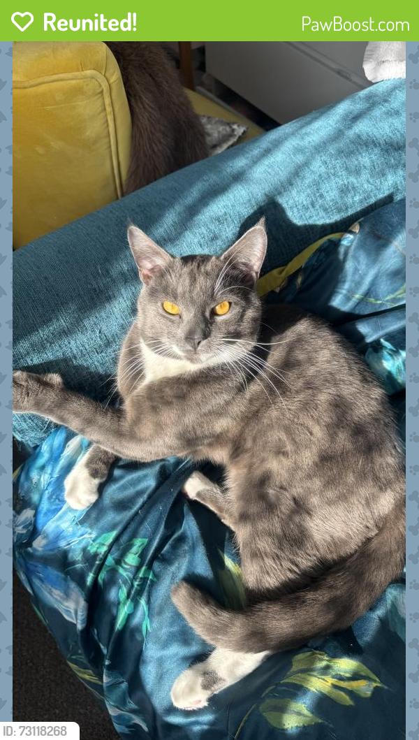 Reunited Male Cat last seen Eastmead avenue Ub6 9RG, Greater London, England UB6 9RG