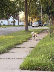 Found/Stray Unknown Dog last seen Arlington and Kennard, Maplewood, MN 55119