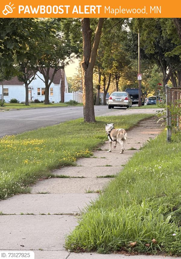Found/Stray Unknown Dog last seen Arlington and Kennard, Maplewood, MN 55119