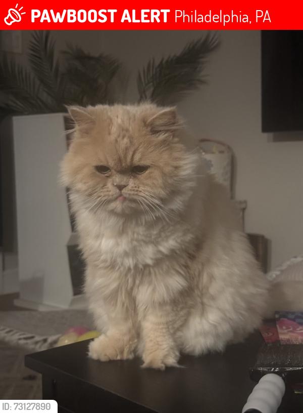 Lost Female Cat last seen Davinci and capri dr, Philadelphia, PA 19145