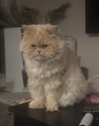 Lost Female Cat last seen Davinci and capri dr, Philadelphia, PA 19145