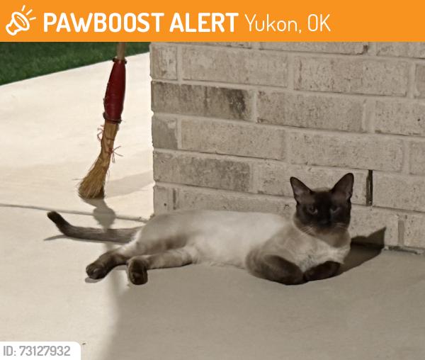 Found/Stray Male Cat last seen Kilpatrick Turnpike & Wilshire, Yukon, OK 73099