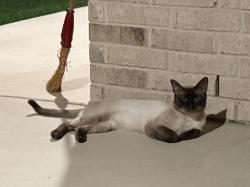 Found/Stray Male Cat last seen Kilpatrick Turnpike & Wilshire, Yukon, OK 73099