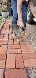 Found/Stray Male Cat last seen New york and Highbank dr, Arlington, TX 76018