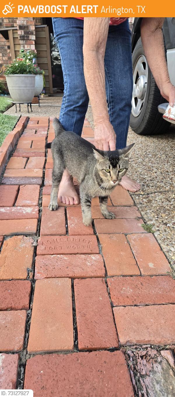 Found/Stray Male Cat last seen New york and Highbank dr, Arlington, TX 76018